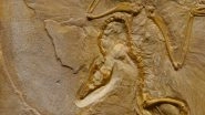 Science News | Giant Extinct Marine Reptile Graveyard Was Likely Ancient Birthing Grounds