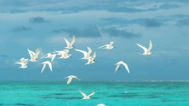 Science News | Study Reveals Diving Birds Are More Prone to Extinction