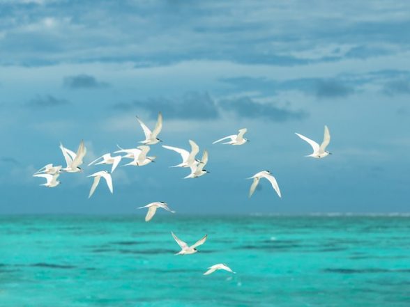 Новости науки |  Исследование показывает, что ныряющие птицы более уязвимы к вымиранию