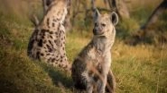 Science News | Twin Brothers of Spotted Hyenas Are Often Attracted to the Same New Group: Study