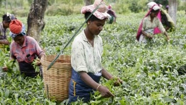 India News | Best Tea in the World Comes from Here in India