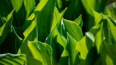 Science News | Researchers Decode the Secret Language of Photosynthesis