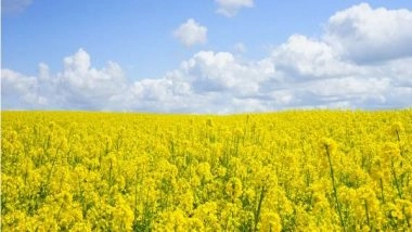 Business News | Self-reliance in Edible Oils Need of Hour, GM Mustard to Pave Way