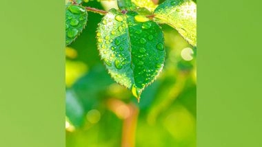 Science News | Research Throws Light on Secret Language of Photosynthesis