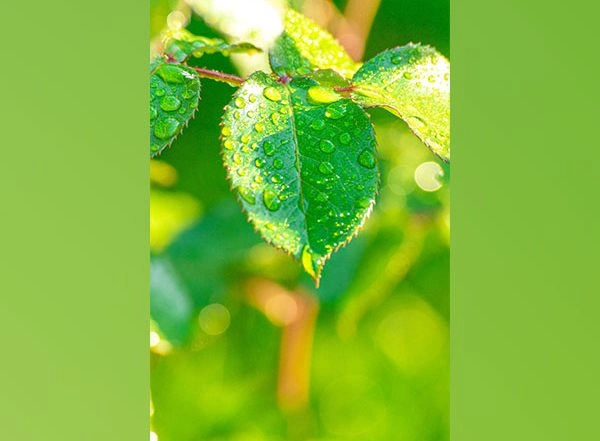 Science News | Research Throws Light on Secret Language of Photosynthesis