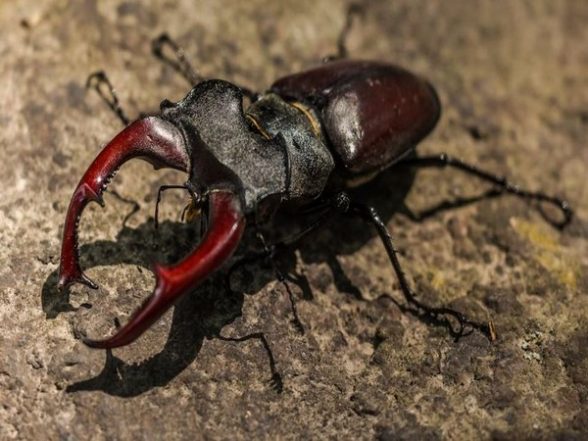 Science News | Researchers Find Unique Jumping Phenomenon in Insects - Vimarsana News