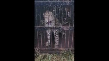 India News | Leopard Which Entered University Campus in Tirupati Captured