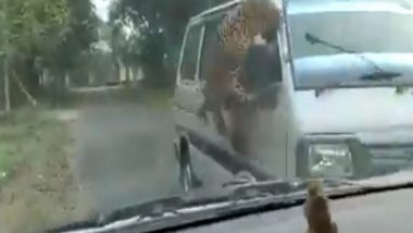 Assam Leopard Attack: 13, Including Three Forest Staff, Injured in Leopard Attack in Jorhat (Watch Video)