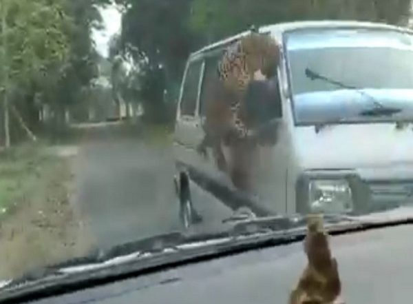 Assam Leopard Attack: 13, Including Three Forest Staff, Injured in Leopard Attack in Jorhat (Watch Video)