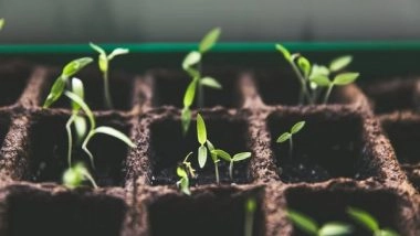 Science News | Study Finds Regulation of Photosynthesis Under Changing Light Conditions