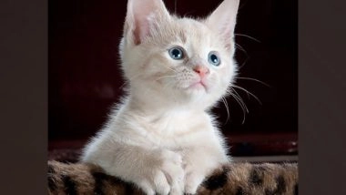 Health News | Genes Influence Cats' Response to Disease Medication: Study