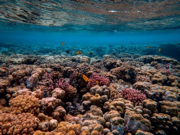 Environment News | Hong Kong Once Had Abundance of Coral Reefs: Research - Vimarsana News