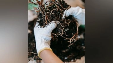 Science News | Researchers Say Plant Roots Identify the Climatic Conditions