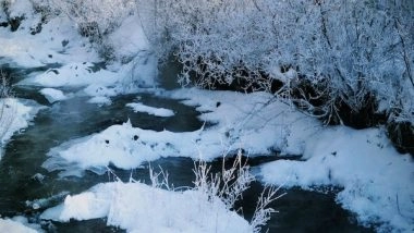 Science News | Current Antarctic Conservation Efforts Insufficient to Avoid Biodiversity Declines: Research