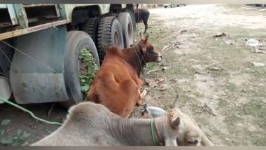 India News | Assam: Four Cattle Recovered in South Salmara-Mankachar District