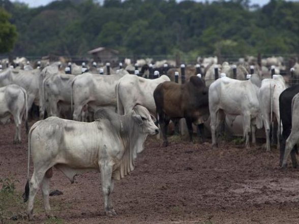 India News | Assam Police Foils Cattle Smuggling Bid Along India-Bangladesh Border - Vimarsana News