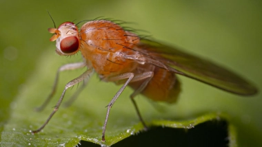 Science News | New Study Explores Circadian Clock of Fruit Fly