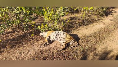 Madhya Pradesh: Tigress' Dead Body Found in Umaria