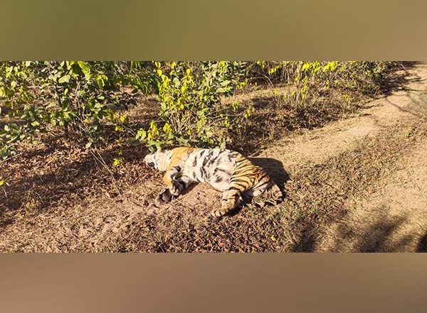 Madhya Pradesh: Tigress' Dead Body Found in Umaria