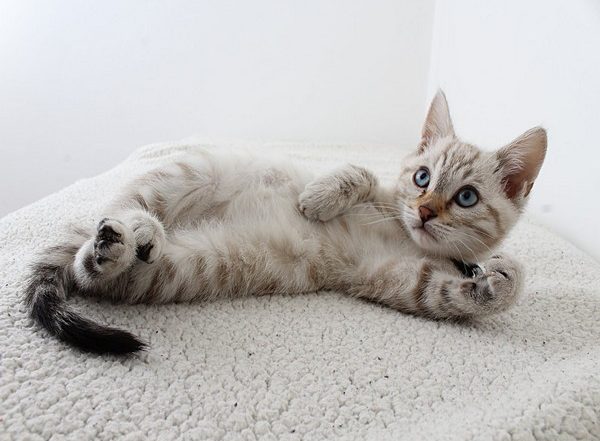 Genes Influence Cats’ Response to Disease Medication: Study