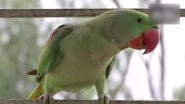Alexandria Parakeet Smuggling: Tamil Nadu Forest Department To Slap Goonda Act Against Offenders