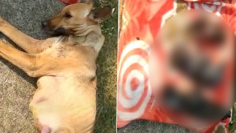 Bhopal Horror: Female Dog Poisoned, Three Puppies Burnt Alive; Search for Accused Underway (Graphic Video Warning)