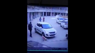 Video: Car Runs Over, Kills Puppy in Ghaziabad, Police Launch Probe After CCTV Footage Goes Viral