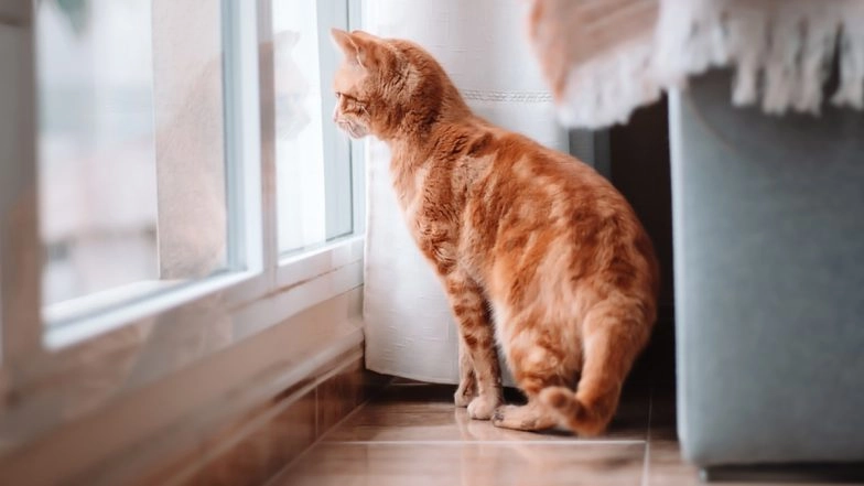 Cat Stuck on Mumbai Metro Pillar Saved by Firemen in Malad's Chincholi Bandar (Watch Video)