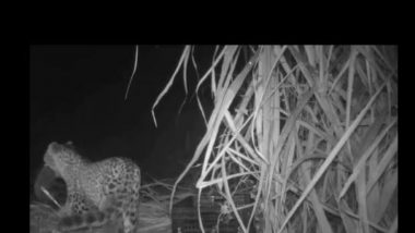 Maharashtra: Two Leopard Cubs Found on Farm Reunited with Mother in Gondia (Watch Video)