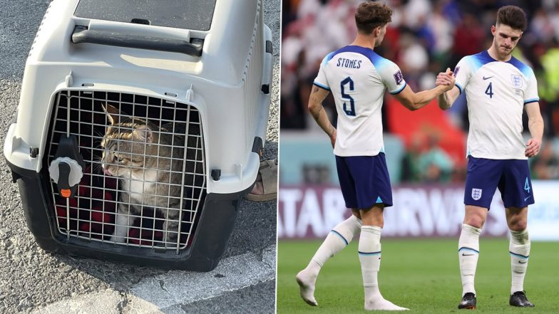 England Football Team Adopt 'Dave The Cat' As They Leave Qatar After FIFA World Cup 2022 QF Loss