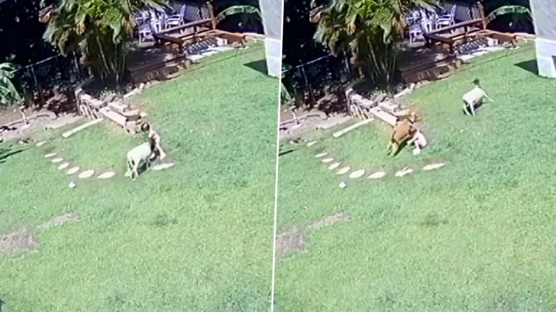 Viral Video: Adopted Dog Turns Saviour, Protects Small Girl From Sheep Attack