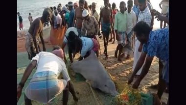 Tamil Nadu: Male Dolphin Weighing Over 300 Kg Entangled in Fishermen’s Net Released Back Into Sea in Ramanathapuram