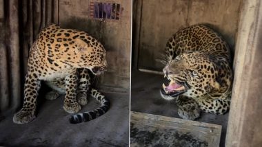 Maharashtra: Male Leopard Rescued From Nashik's Deolali Area (See Pics)