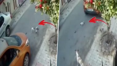 Heart-Wrenching Video: Car Runs Over Puppy in Front of Mother Dog in Lucknow, UP Police Respond