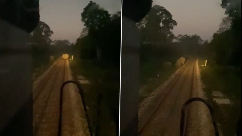 Viral Video: Alert Loco Pilot, Assistant Apply Emergency Brakes To Save Lives of Three Elephants Crossing Railway Tracks