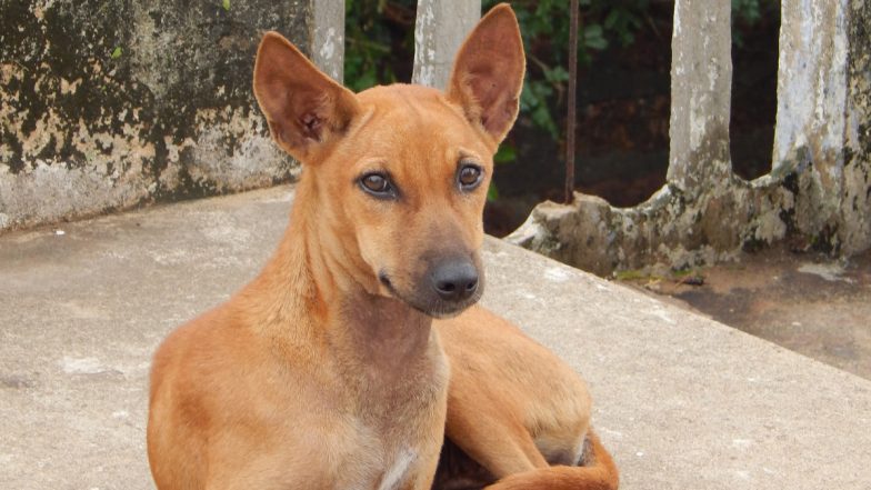 Pet Dog Bites Teen in Mumbai, Owner Booked