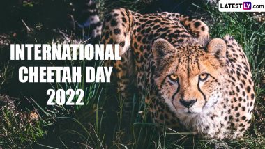 International Cheetah Day 2022 Images and HD Wallpapers for Free Download Online: Messages and Quotes To Celebrate the Spotted Cats