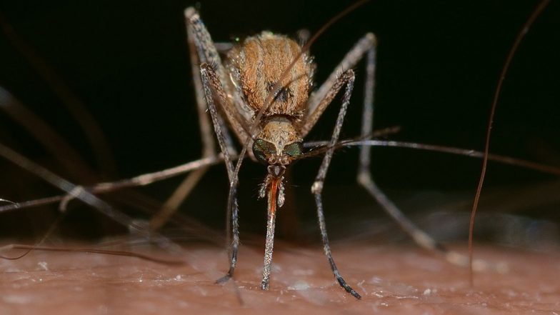 Karnataka: 48 Lakh Children To Receive Japanese Encephalitis Vaccine From December 5, Says State Health Minister K Sudhakar