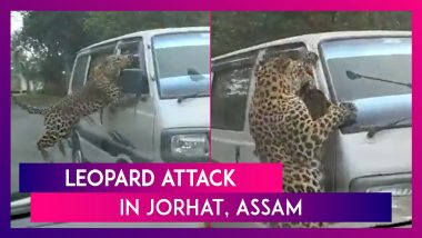Leopard Attack In Assam: The Big Cat Jumps Over Fence And Attacks Car In Jorhat