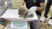 Maharashtra: Three Leopard Cubs Found in a Field in Nashik Rescued and Reunited With Mother (Watch Video)