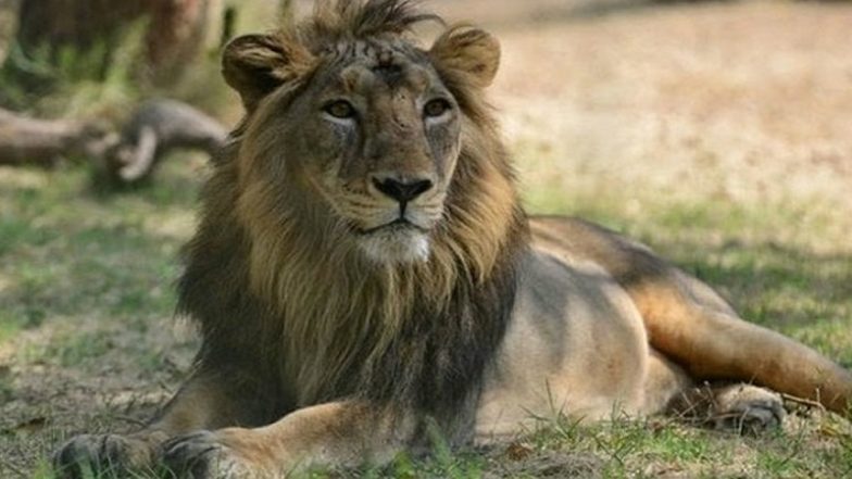 US: Famed Hollywood Mountain Lion Captured by Wildlife Officials After Killing Dog in California