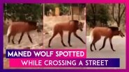 Maned Wolf Spotted While Crossing A Street; Viral Video Leaves Internet Amazed