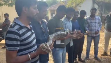 Viral Video: Giant Python Sneaks Into Farmer’s Field in Maharashtra's Chandrapur, Caught by Zilla Parishad Members