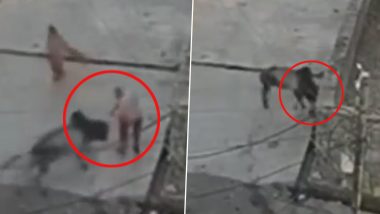 Horrifying Video: Elderly Man Suffers Painful Death After Being Attacked by Bull in Rajasthan's Kota, Horns Pierce Across Victim's Face
