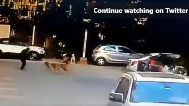 Stray Dogs Attack in UP: Pack of Dogs Bites Man in Greater Noida, CCTV Video Goes Viral