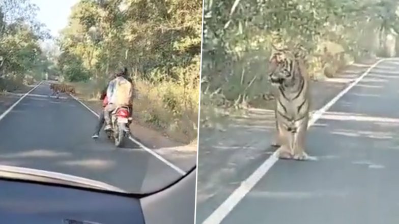 Viral Video: Tiger Crossing Road Forces Biker to Halt and Move Back, Netizens Say Close Encounter Averted