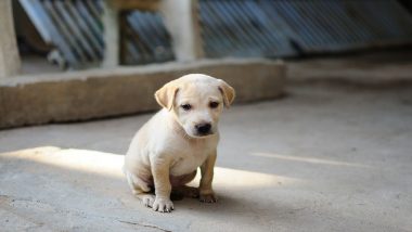 Uttar Pradesh Shocker: Woman Throws Nine Puppies Into a River in Budaun District; Case Filed