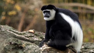 Colobus Monkeys, Crocodile Smuggled In From Myanmar Seized in Mizoram