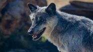 Feral Dogs Emerge As Dominant Predator in Sikkim, Poses Grave Risk for Endangered Species Like Snow Leopard and Red Panda