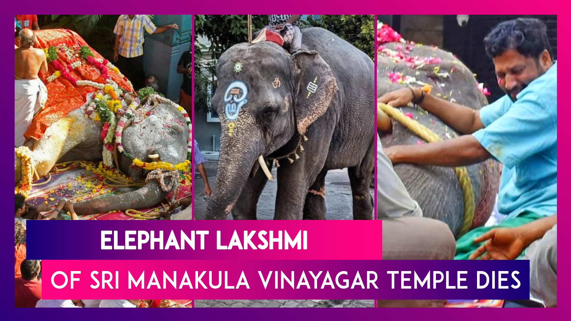 Lakshmi, Elephant Of Sri Manakula Vinayagar Temple Dies; Several Gather To  Pay Last Respects In Puducherry | ðŸ“¹ Watch Videos From LatestLY